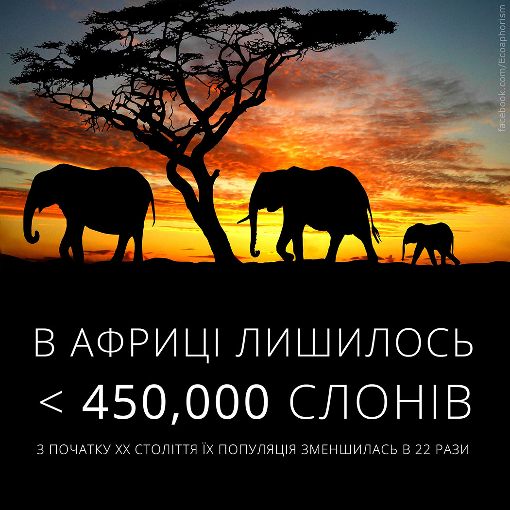 Екологічний факт: популяція слонів у Африці